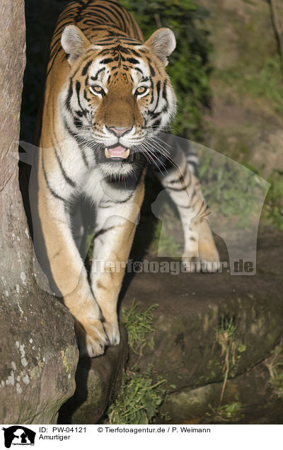 Amurtiger / Amur tiger / PW-04121