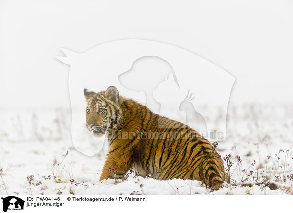 junger Amurtiger / young Amur tiger / PW-04146