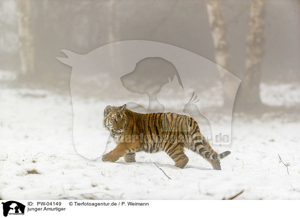 junger Amurtiger / young Amur tiger / PW-04149