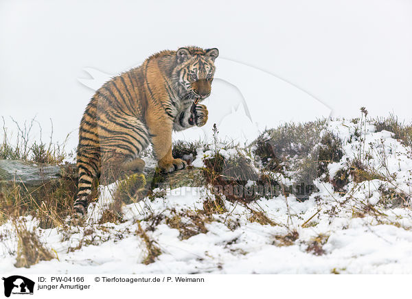 junger Amurtiger / young Amur tiger / PW-04166