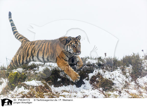 junger Amurtiger / young Amur tiger / PW-04172