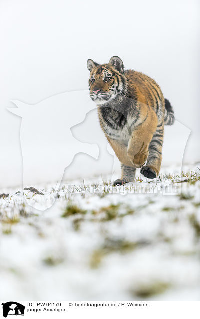 junger Amurtiger / young Amur tiger / PW-04179