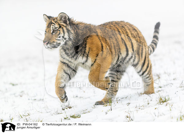 junger Amurtiger / young Amur tiger / PW-04182