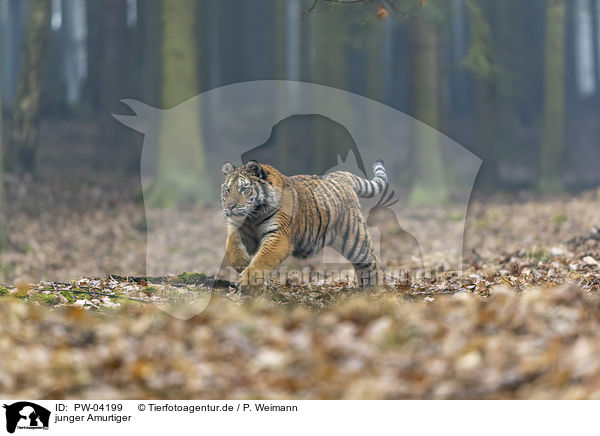 junger Amurtiger / young Amur tiger / PW-04199
