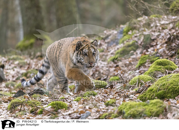 junger Amurtiger / young Amur tiger / PW-04213