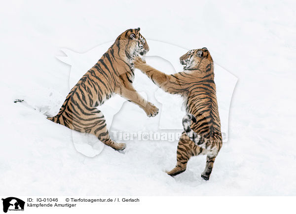 kmpfende Amurtiger / fighting Siberian Tiger / IG-01046
