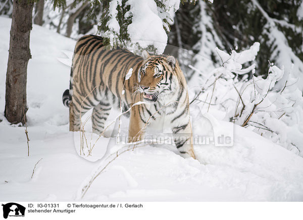 stehender Amurtiger / standing Siberian Tiger / IG-01331