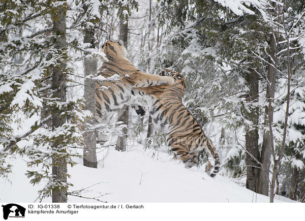 kmpfende Amurtiger / fighting Siberian Tiger / IG-01338