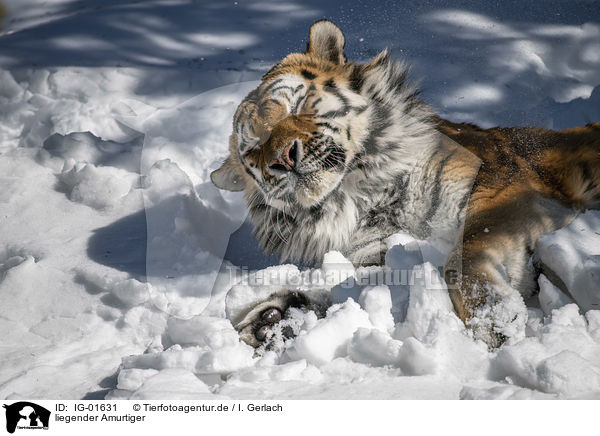 liegender Amurtiger / lying Siberian Tiger / IG-01631