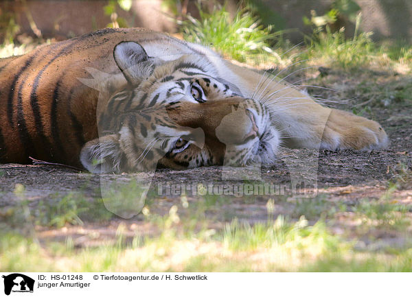 junger Amurtiger / young Siberian Tiger / HS-01248