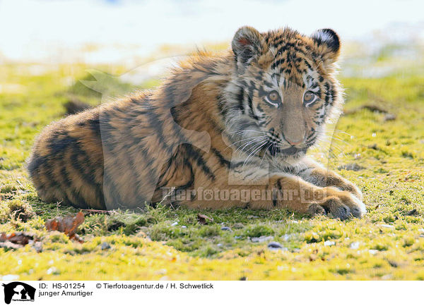 junger Amurtiger / young Siberian Tiger / HS-01254