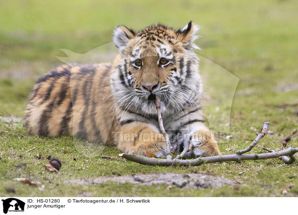 junger Amurtiger / young Siberian Tiger / HS-01280