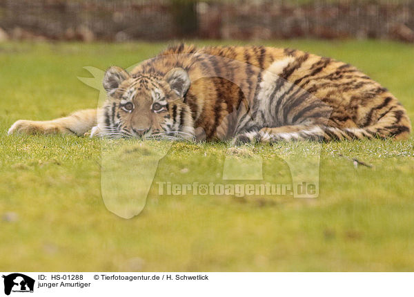 junger Amurtiger / young Siberian Tiger / HS-01288