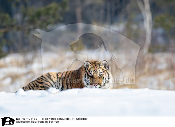 Sibirischer Tiger liegt im Schnee / Siberian tiger lies in the snow / HSP-01182