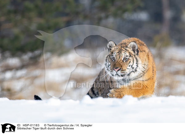 Sibirischer Tiger luft durch den Schnee / Siberian tiger walks through the snow / HSP-01183