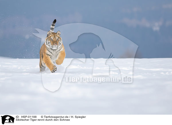 Sibirischer Tiger rennt durch den Schnee / HSP-01188