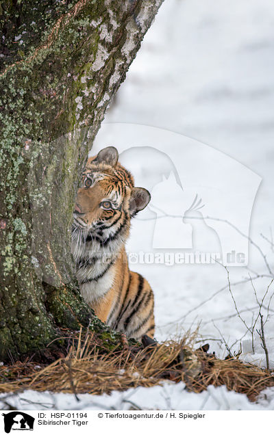 Sibirischer Tiger / Siberian tiger / HSP-01194
