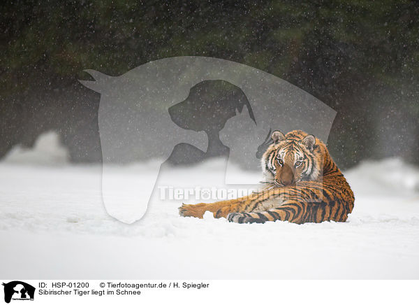 Sibirischer Tiger liegt im Schnee / HSP-01200