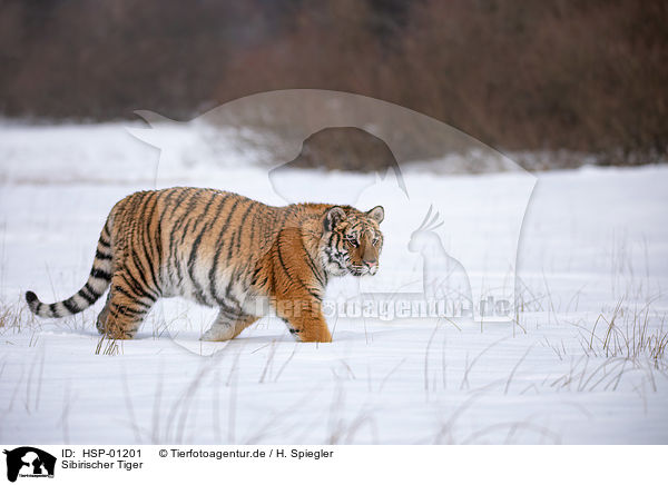 Sibirischer Tiger / HSP-01201