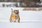 Sibirischer Tiger rennt durch den Schnee