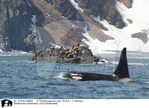 Stellersche Seelwen und Schwertwal / Steller sea lions and orca / FLPA-03865