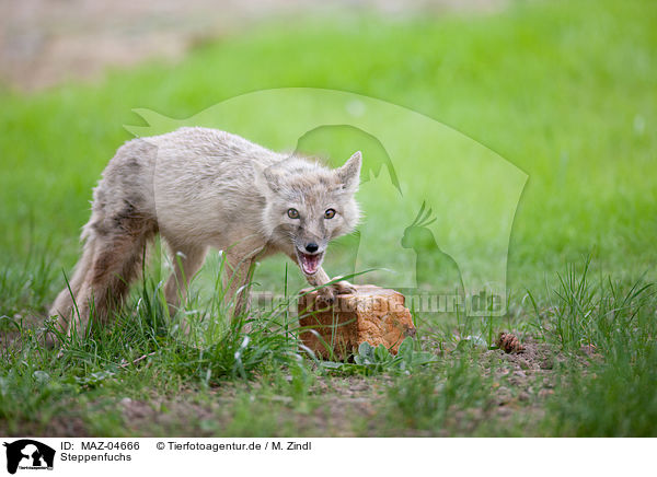 Steppenfuchs / corsac fox / MAZ-04666