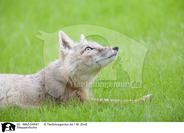 Steppenfuchs / corsac fox / MAZ-04681