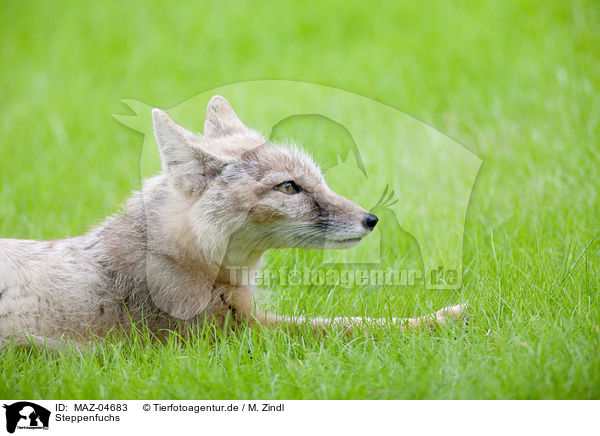 Steppenfuchs / corsac fox / MAZ-04683