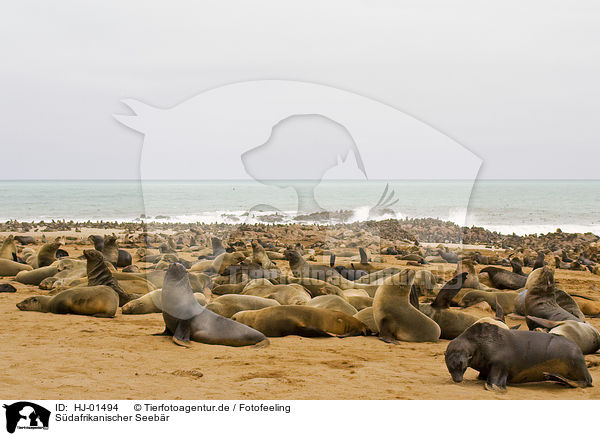 Sdafrikanischer Seebr / brown fur seal / HJ-01494