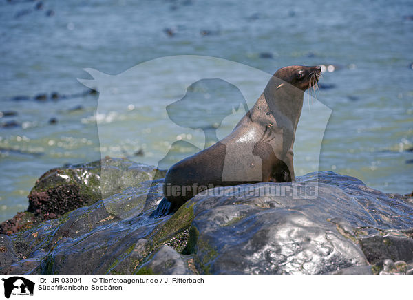 Sdafrikanische Seebren / Australian Fur Seals / JR-03904
