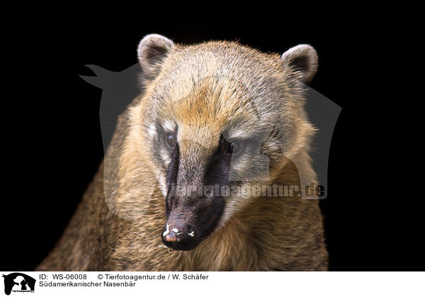 Sdamerikanischer Nasenbr / ring-tailed coati / WS-06008
