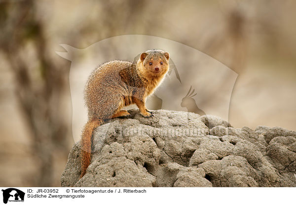 Sdliche Zwergmanguste / common dwarf mongoose / JR-03952