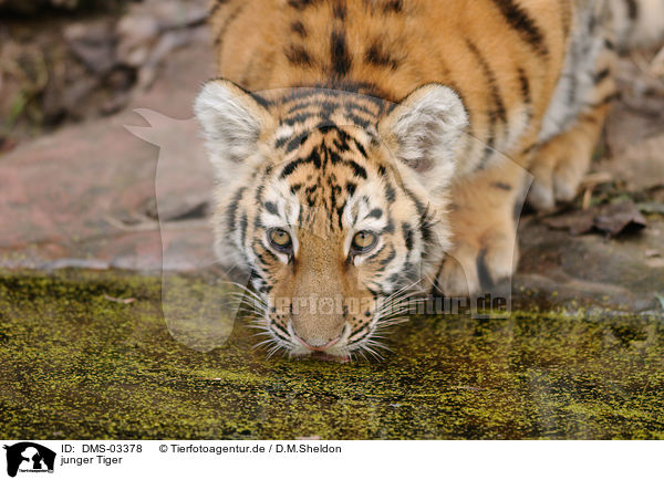 junger Tiger / DMS-03378