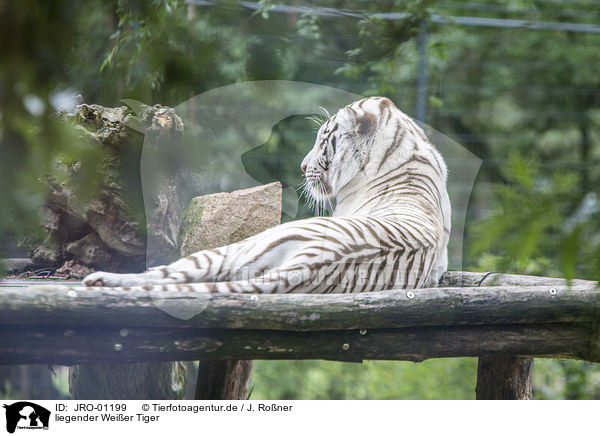 liegender Weier Tiger / lying White Tiger / JRO-01199