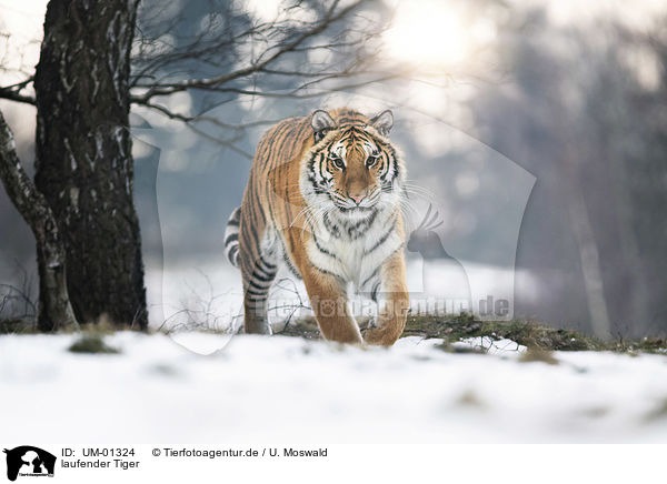 laufender Tiger / walking Tiger / UM-01324