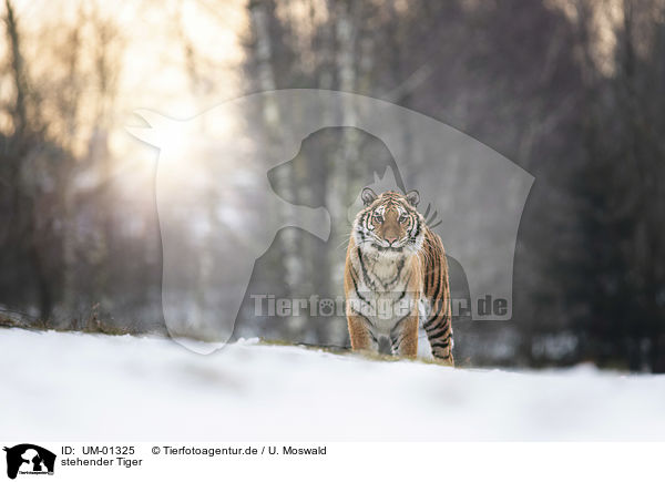 stehender Tiger / standing Tiger / UM-01325