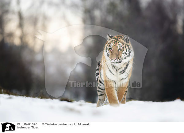 laufender Tiger / UM-01326