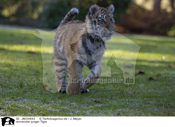 rennender junger Tiger / running Tiger cub / JM-04843