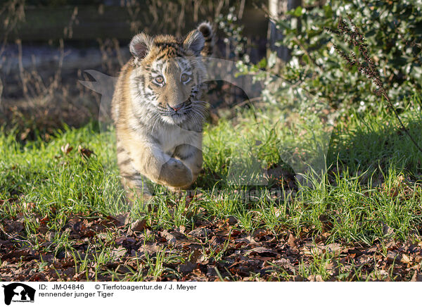 rennender junger Tiger / running Tiger cub / JM-04846