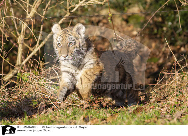 rennender junger Tiger / running Tiger cub / JM-04865