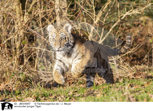 rennender junger Tiger / running Tiger cub / JM-04867