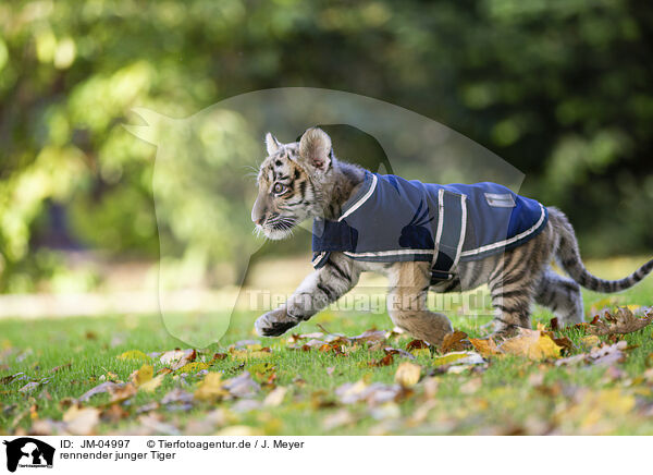 rennender junger Tiger / running Tiger cub / JM-04997