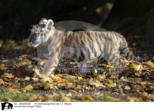 rennender junger Tiger / running tiger cub / JM-05035