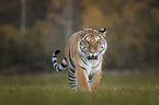 laufender Tiger