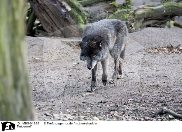 Timberwolf / Eastern timber wolf / MBS-01295