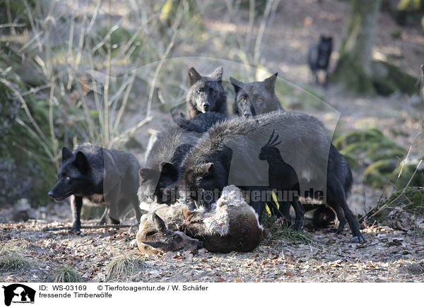 fressende Timberwlfe / eating timberwolfs / WS-03169