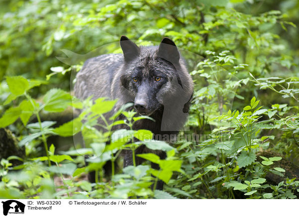 Timberwolf / Eastern timber wolf / WS-03290