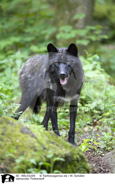 stehender Timberwolf / standing Eastern timber wolf / WS-03294