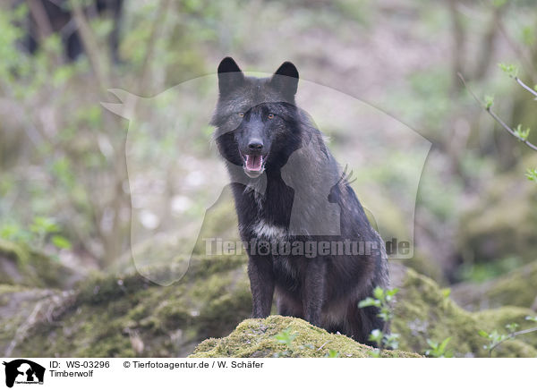 Timberwolf / Eastern timber wolf / WS-03296