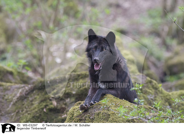 liegender Timberwolf / liegender Eastern timber wolf / WS-03297